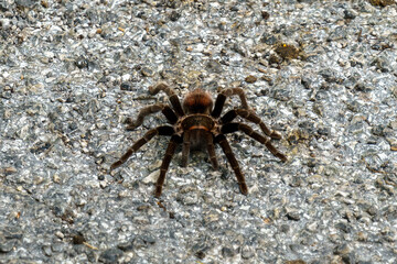 Mexican red rump tarantula (Tliltocatl vagans) on a jungle road