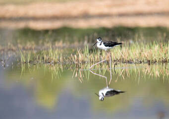 Black necked stilt and its reflection on a shallow pond at eye level with plenty of negative space