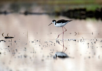 Black necked stilt and its reflection in a mirror like pond at sunrise with golden hour light