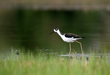 Black necked stilt walking elegantly in a shallow pond with blurred out green foreground and background with plenty of negative space in a landscape image