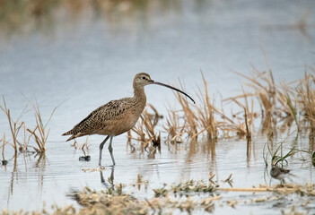 Curlew in its natural habitat foraging in a shallow pond