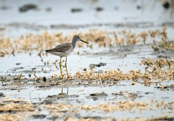 Greater yellowleg bird on its own in a shallow pond