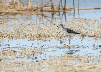Black necked stilt in its natural habitat