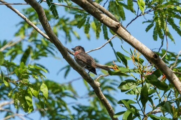 Rose-throated becard perched on the branches of a tropical tree