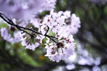 美しい桜の花