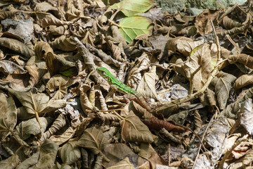 Small green lizard hiding in plains sight in a pile of dried leaves