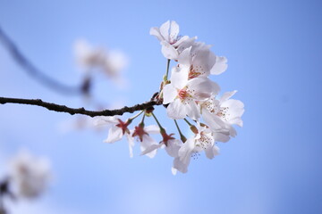 青空と美しい桜の花