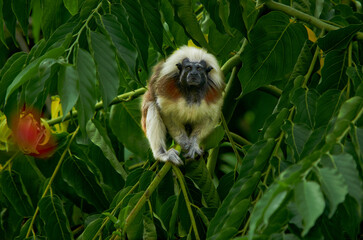 Cartagena -monkey white-headed tamarin