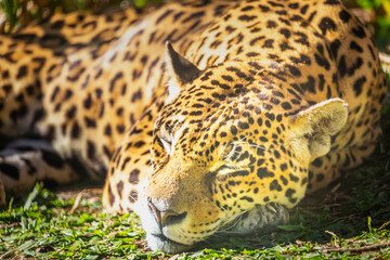 Jaguar Panthera onca, majestic feline sleeping in Pantanal, Brazil