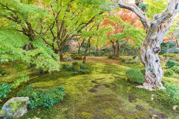 idyllic green garden in Kyoto, Japan in autumn season