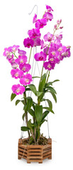 Bunch of Pink orchid isolated on white background, Blooming orchids on white With clipping path.