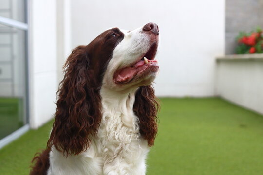 English Cocker Spaniel