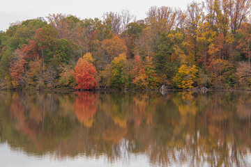 autumn trees reflected in water