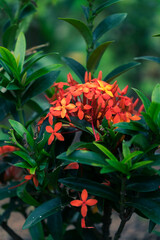 Chinese ixora flower "Ixora chinensis" beautiful small orange flowers