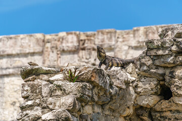 Two iguanas standing on the edge of an ancient mayan stone wall