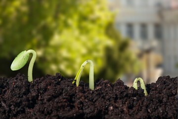 A green small sprout in the agricultural field.