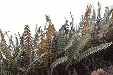Wild Ferns in Nature
