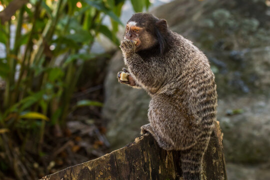 Marmoset feeding on top of tree trunk or portrait of callithrix jacchus monkey. Small monkey that inhabits Brazilian forests called Sagui.
