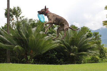 dog catching frisbee in the air