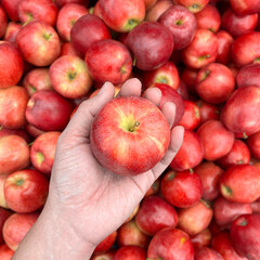 Hand hold a red apple with the rest of apples as background