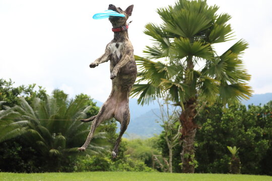 Dog Catching Frisbee In The Air