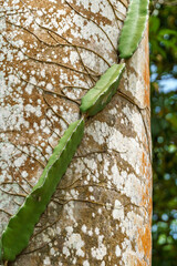 A climbing cactus clings vertically to the trunk of a tree.