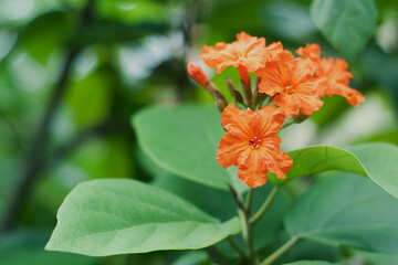 orange flower in outdoor garden