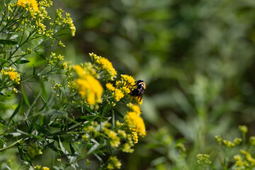 bee on flower