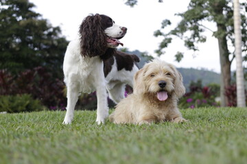 dog friends on grass