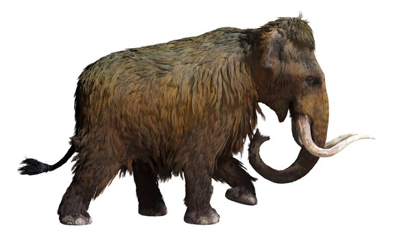 A 3D illustration side view of a Woolly Mammoth with a transparent background.