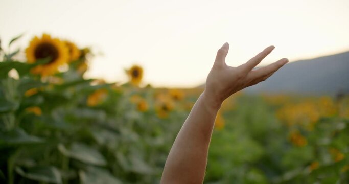 Close up of arm in the air in beautiful sunflower field at sunset