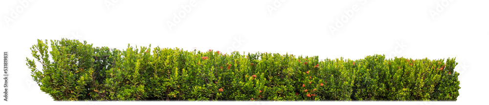 Poster Shrubs isolated on transparent background with clipping path and alpha channel