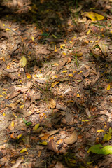 fallen autumn leaves