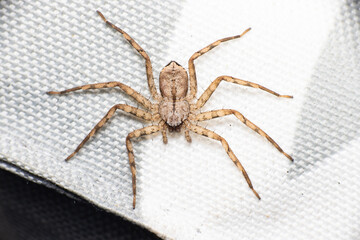 Flat Spider Large and Brown