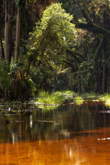 A flooded forest in Myakka River State Park in Florida