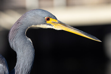 Fototapeta premium Little Blue Heron Portrait of Face