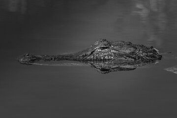 Alligator top of head visible out of water