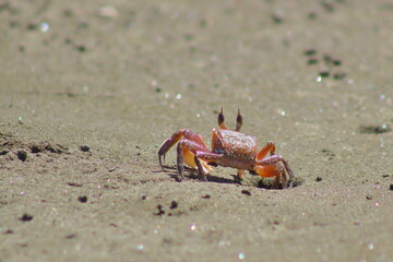 crab on the sand