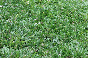 Beautiful greenish grass on closeup picture
