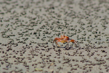 crab on the sand