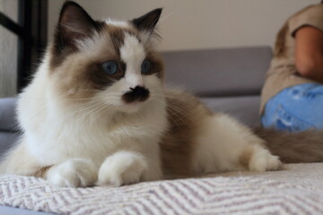 portrait of a ragdoll cat
