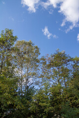 秋の雑木林と青空
