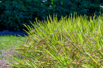 Rice Plant Soon to be Harvested
