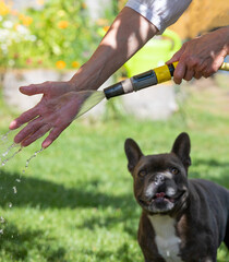 Im heißen Sommer bespritzt sich eine Person mit kaltem Wasser. Ein kleiner Hund sieht interessiert zu.
