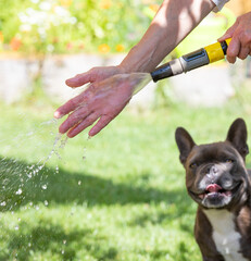 Im heißen Sommer bespritzt sich eine Person mit kaltem Wasser. Ein kleiner Hund sieht interessiert zu.