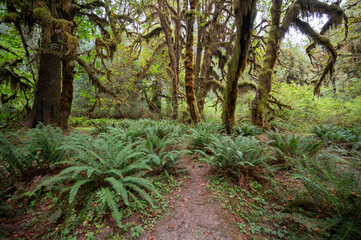 Ferns and moss covered trees of Hoh Rain Forest in Olympic National Park, Washington on overcast autumn morning.