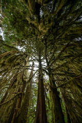 Fototapeta premium Upward view of Hoh Rain Forest canopy in Olympic National Park, Washington.