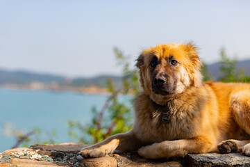 Close up shot of a cute pet dog