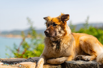 Close up shot of a cute pet dog