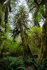 Ferns and moss covered trees of Hoh Rain Forest in Olympic National Park, Washington on overcast autumn morning.